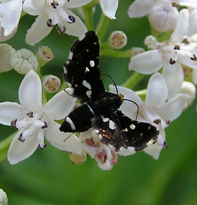 Le Thyrididae del Italia